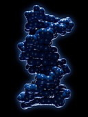 B-DNA molecule, molecular model