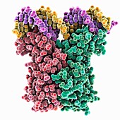 Regulator LuxR complexed with DNA, molecular model