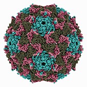 Kashmir bee virus capsid, molecular model