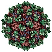 Enterovirus capsid complexed with antibody, molecular model