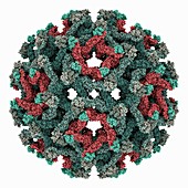 Binjari virus capsid, molecular model