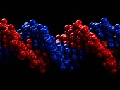 B-DNA molecule, illustration