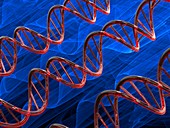 DNA molecules, illustration