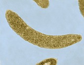 Caulobacter crescentus bacteria, TEM