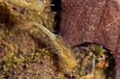 Fairy shrimps swimming in shallow pool