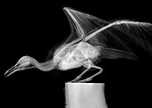 Speagull, X-ray