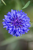 Cornflower (Centaurea cyanus)