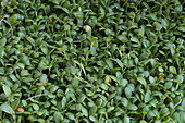 Garden cress (Lepidium sativum)