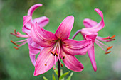 Lilium 'Pink Flight'