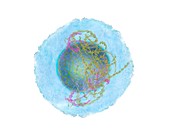 Animal cell, illustration