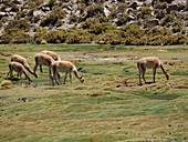 Herd of vicuna grazing, Andean plain, Chile