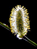 Willow catkin (Salix sp.)