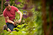 Man harvesting vegetables in garden