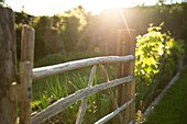 Wood gate in sunny garden