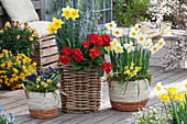 Basket arrangement with daffodils 'Barrett Browning' 'Red Devon' 'Split Corona Cassata', rosemary, primroses A spring bouquet of potted 'Orange-Red', horned violets, and star tulip