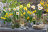 Daffodil arrangement in a felt coat: 'Barrett Browning' 'Red Devon' and 'Tete Boucle', plates, napkins, cutlery and glasses