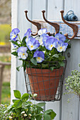 Large horned violets 'Blue Moon' hung in a wire basket on a coat hook