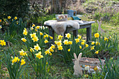 A wooden bench with fur and tray with glasses and pitcher set up for an Easter celebration in the garden with daffodils, an Easter bunny, and a basket with Easter eggs.