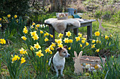 Easter in the garden: daffodils in the meadow, Easter bunny and basket with Easter eggs, wooden bench with fur and tray with glasses and jug, dog Zula