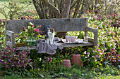 Wooden bench on the bed with Lenten roses, a bouquet of spring roses, cat stands on a blanket, tray with mugs and glasses