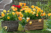 Blühende Tulpen in Korb und alten Weinkisten