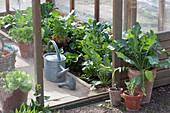 potted radish, kohlrabi, lettuce, and cavolo nero kale in the greenhouse