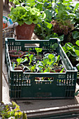 Gärtnerkiste mit Gemüse-Jungpflanzen, Tontopf mit Salatpflanze
