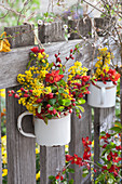 Small bouquets of cornelian cherry 'Gourmet Dirndl' and flowering quince in old coffee mugs hung on the fence