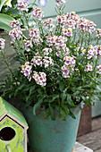 Wallflower 'winter charm'