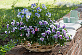 Basket-bowl with horned violets Callisto 'Deep Marina' 'Blue Moon' and Tausendschön roses on the garden wall with seat cushions