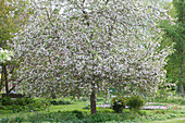 Zierapfelbaum in voller Blüte, Baumscheibe bepflanzt mit Stauden