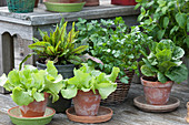 A Container garden of lettuce, romaine lettuce, blood sorrel, and parsley
