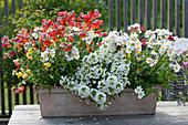 Nemesia Sunsatia Trio Mio 'Annona' 'Pomelo' 'Granada' and Sweet alyssum rich 'Snow White' in a terracotta flowerbox