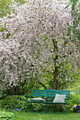 Gartenbank unterm blühenden Zierapfelbaum