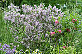 Dwarf lilac 'Palibin' with azalea, blooming chamomile, and chives