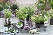 Herbs arranged as table decoration in glass vases: rosemary, savory, oregano, and marjoram