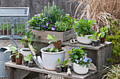 plant stand: wooden crate and pots with fragrant violets, horned violets, rosemary, oregano, and cavolo nero kale, bittercress, and lettuce