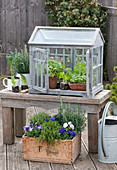 Minigewächshaus mit Jungpflanzen von Salat, Radieschen und Barbarakraut, Holzkasten mit Thymian, Rosmarin und Hornveilchen