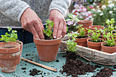 Plant young parsley plants in clay pots