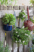 Pots with savory and oregano, bouquet of herbs made from sage, savory and oregano and old kitchen sieve tied to the fence as a decoration