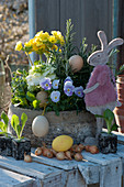 Schale mit Primel, Hornveilchen, Zierkohl, Rosmarin und Salat-Jungpflanzen, österlich dekoriert mit Osterhase und Ostereiern