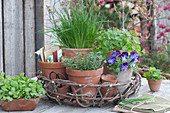 Clay pots with chives, oregano, horned violets, and parsley in a wicker tray, and a planter with rocket
