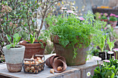 Pots with dill, daisies, and young lettuce plants, baskets with onions