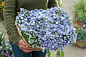 A woman bringing a box of Carpathian bluebell 'Blue Wonder'