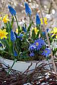 Hanging spring decoration: bowl with ray anemone, daffodils, grape hyacinths and milk star in a wreath of dogwood branches and catkin willow on a coaster