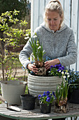 Kübel mit Hornveilchen, Vergißmeinnicht und Märzenbecher bepflanzen: Frau pflanzt Märzenbecher ein