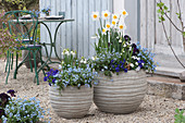 Grey planters with narcissus, forget-me-nots, spring snowflake, horned violets, and primrose 'Lilac Dark'.