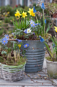 Spring arrangement with daffodils 'Tete a Tete', ray anemone, grape hyacinths, and crocus