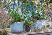 Small pot arrangement with grape hyacinths, ray anemone and puschkinia
