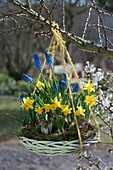 Hanging spring decoration: a basket with daffodils 'Tete a Tete', grape hyacinths, crocus, and hyacinths